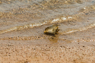 Beautiful marine shell in sea water