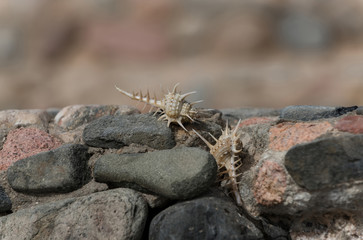 Beautiful marine shells crawling on grey stones