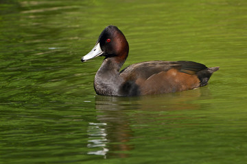 Netta erythrophthalma / Nette brune