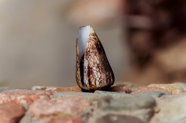 Beautiful marine shell on stones