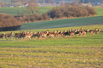 wildlife herd of deer 