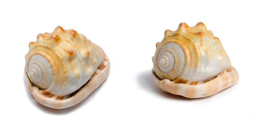 Blue seashell seen from different angles, isolated on white