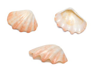 Pink seashell seen from different angles, isolated on white