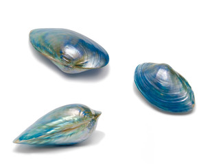 Blue seashell seen from different angles, isolated on white