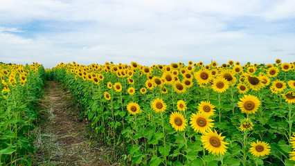 Sunflower in the field the travel landmark of Thailand