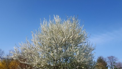 Kirschbaum in voller Bl&uuml;te