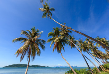 Coconut tree on the beach and sea with clear blue sky.