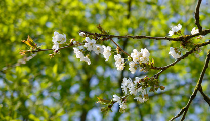 White cherry tree blossoms and blurred background in spring