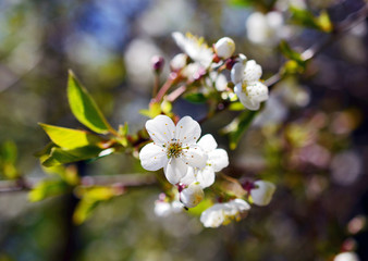 White cherry tree blossoms and blurred background in spring
