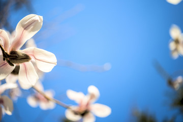 Beautiful magnolia flowers. Selective focus