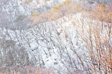 Winter landscape white snow of Mountain in Korea