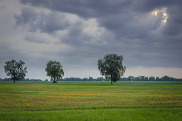 Rural landscape with three trees in Lithuania
