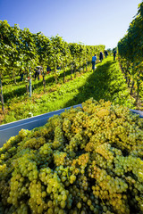 Weintrtauben am Rebstock im Weingarten