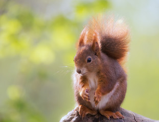 Eurasian red squirrel posing in Spring