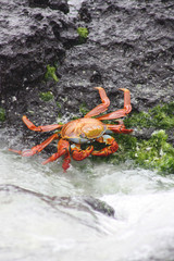 crab