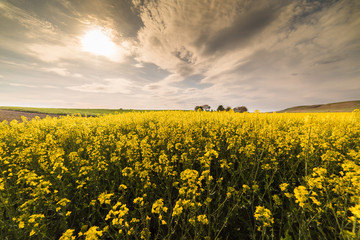 Obraz premium Yellow oilseed rape field under the blue bright sky