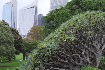 Sydney Botanischer Garten 5