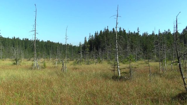 Moorland bogs, small moss lake in the NPR Rejviz, dying forest, peat bogs, Jeseniky Protected Landscape Area, PLA, Moravia Silesia region, Czech Republic, Europe, EU 