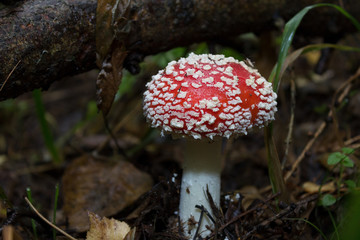 pilz