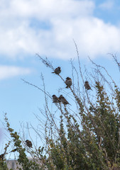 Common house sparrow birds on a shrub