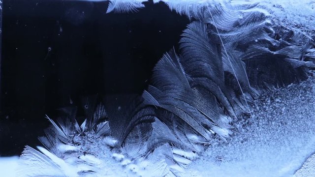 Petals of the frozen water winds on the glass