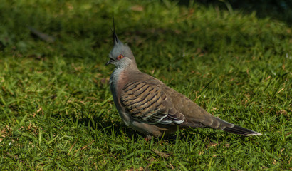 crested pigeon