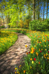 Obrazy  różowe, czerwone i pomarańczowe pole tulipanów w północnej Holandii
