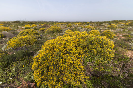 Landscape with ulex densus shrubs.