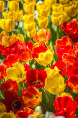 pink, red and orange tulip field in North Holland