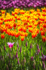 Fototapeta premium pink, red and orange tulip field in North Holland