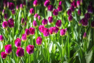 Fototapeta premium pink, red and orange tulip field in North Holland