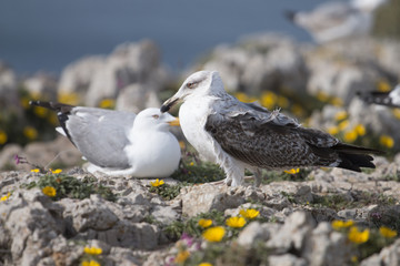 Young seagulls near the cliffs