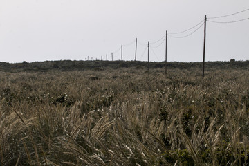 Fototapeta na wymiar Electricity wire on a field