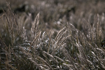 Fototapeta premium Mediterranean Needle Grass (Stipa capensis)