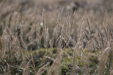 Mediterranean Needle Grass (Stipa capensis)