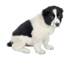 Puppy of the Central Asian Shepherd. Isolated on white background.