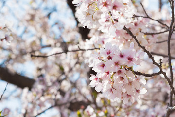 桜の花,春イメージ
