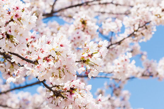 桜の花,春イメージ