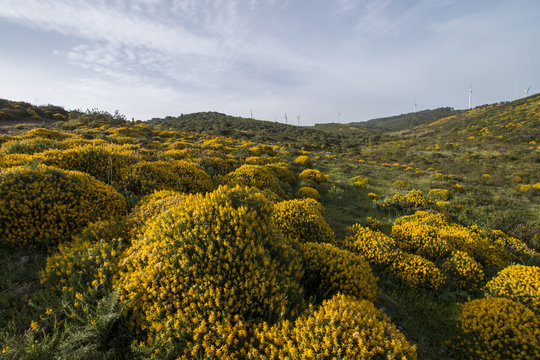 Landscape with ulex densus shrubs.
