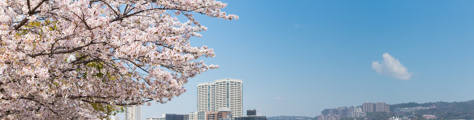 Fleurs de cerisier, image de printemps
