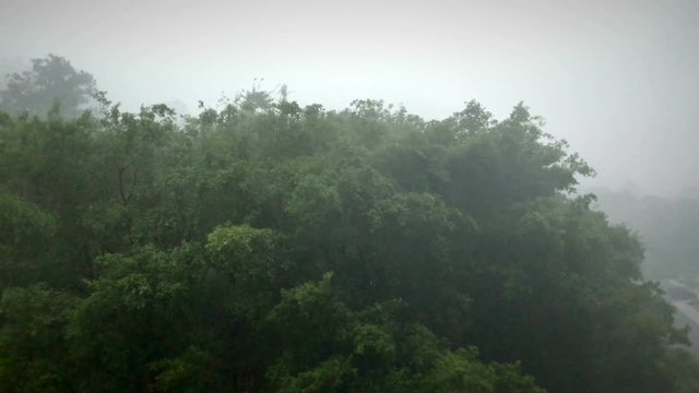 Stormy windy afternoon. Treen being blown by wind.