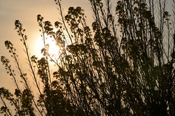 菜の花　太陽　逆光