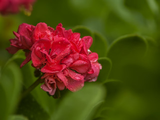 geranium