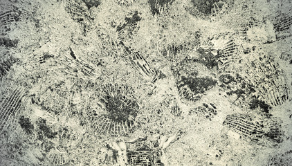 Stone texture with fossils