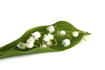 Muguet