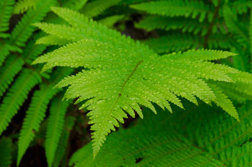 Fern (Polypodiophyta) with water drops