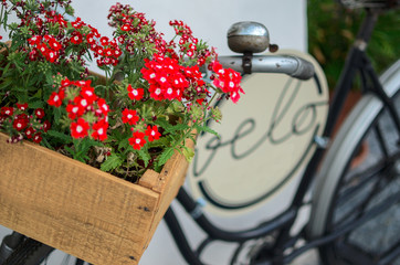 Old bicycyle with red flowers in wooden box