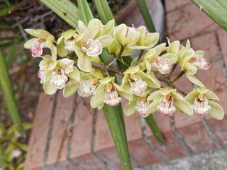 Close-up of beautiful vibrant pink orchid