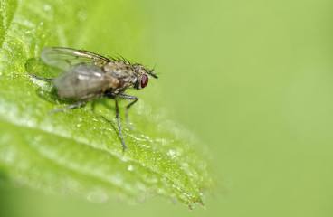 Fototapeta premium moss