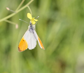 detail of Anthocharis cardamines butterfly (farfalla aurora)